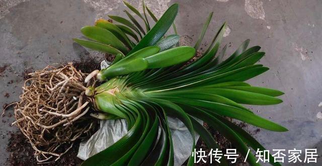 休眠期|栽培君子兰出现问题,基本是以下方面的原因,解决方案都在这里