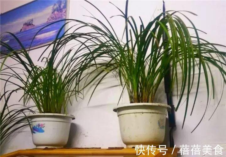 开花|这花先别搬进屋，放外面冻20天，很快就开花