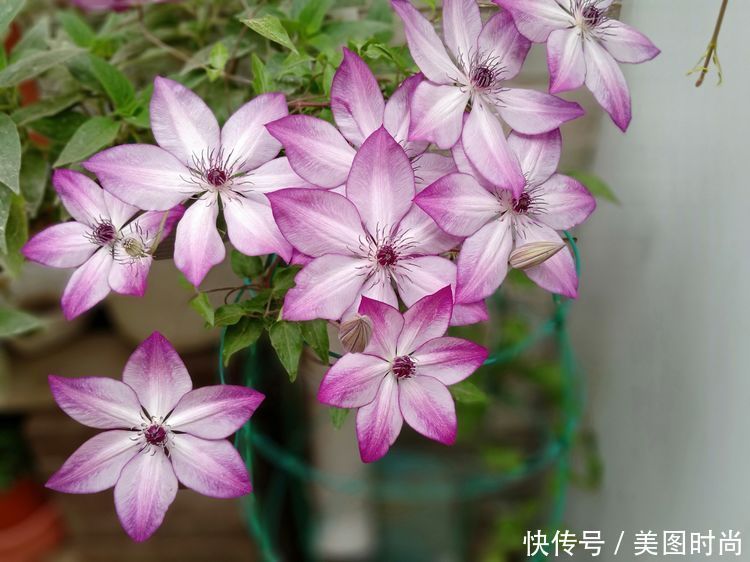 美好时光|花园改造:3年前买了栋带170㎡花园的房子,过上种花草的乡村生活