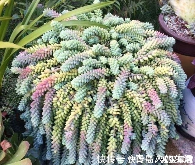 白檀|10款能吊起来养的多肉,一个比一个美,还不占地方