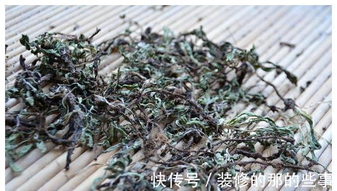 黄花苗|喉咙发炎时,用这野菜泡水喝,清热解毒还消炎,喝一杯就见效