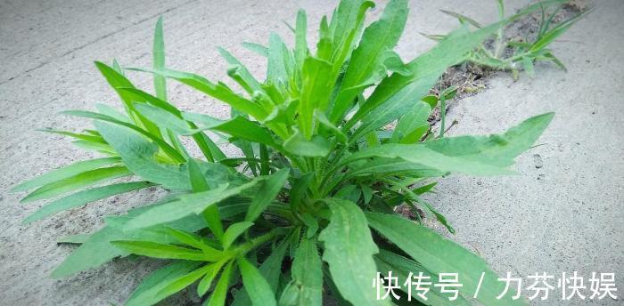 植物|此物名为“醉酒草”,是治疗肠胃“特效药”,路边就有,见了带走