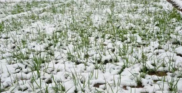  大雪：想念一场大雪纷飞 谱写一首冬日恋歌|话说二十四节气 | 大雪纷飞