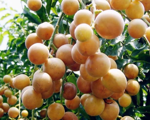 春天多食此水果，每天幾個，調理腸胃，潤肺止咳，好處多多！