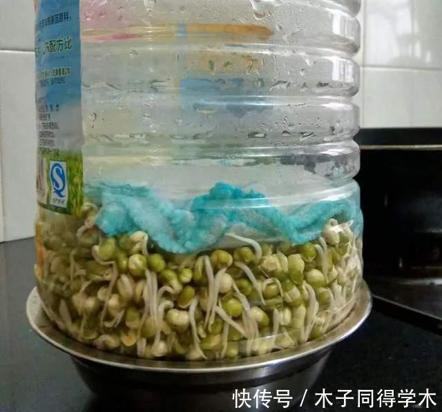 油桶|家里的油桶别再扔,比花盆还好用,养花种菜是神器