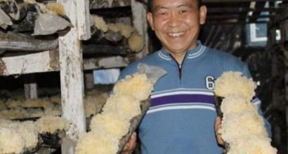 银耳莲子粥|此物虽然长得丑,却是天然“胰岛素”,每天吃一点,血糖会降下来