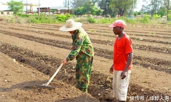 要来|非洲一盘白菜60元, 中国人来这开荒收获后, 当地人争相要来下地