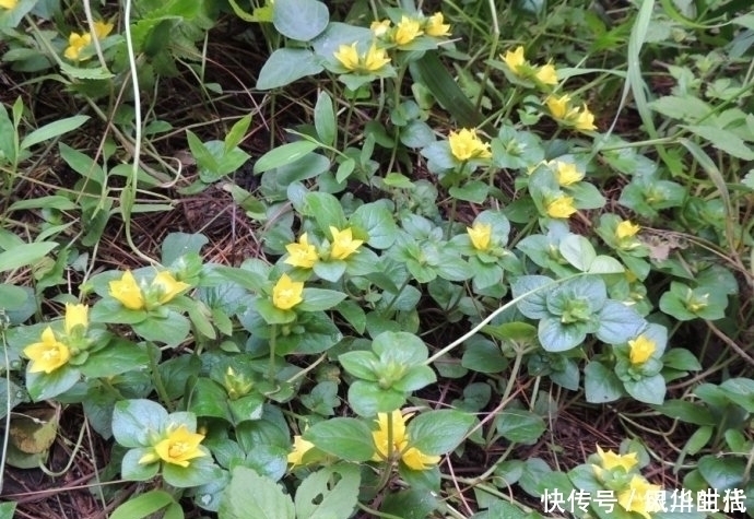 泡水|肝脏不好，不要急着吃药，此草泡水喝，保护肝脏，还排出身体毒素