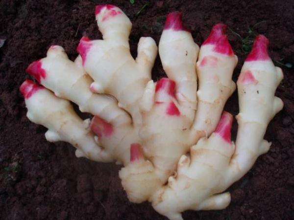 子宫|女人月经走后,适合子宫排毒,平时多喝4种水,子宫光滑少毒素