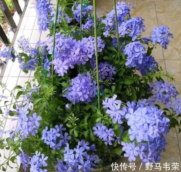 7月就养3种花，耐热又耐旱，懒人新手都能养得好，开花不断