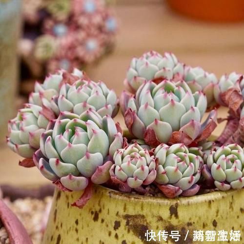 12款多肉天生就爱凑热闹,爆盆群生是强项,花友:养起来真过瘾