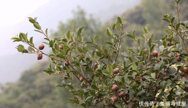 这3种植物能杀菌，家里种上几盆，细菌去无踪！