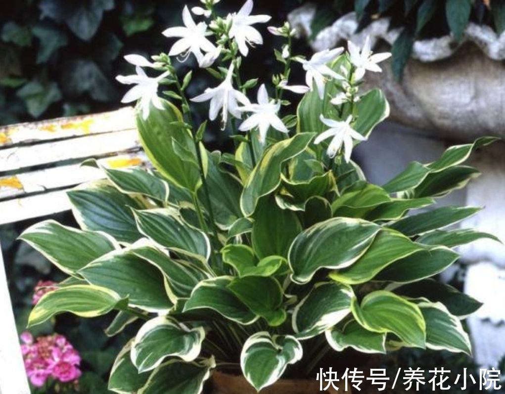 半阴花|喜欢养花家里光照少，可选7种喜半阴花，漂亮还好养