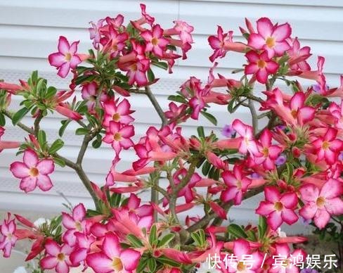 养护|养护沙漠玫瑰,谨记''2点'',叶子绿油油,“玫瑰花”开挂满枝