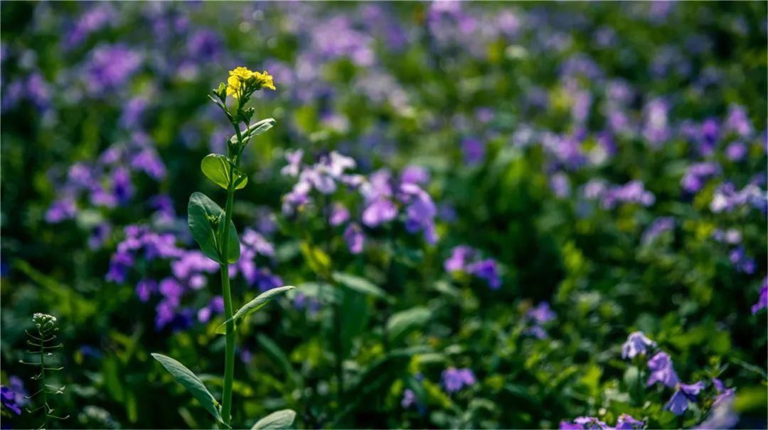 【乡村生活】最美罗泾油菜花海