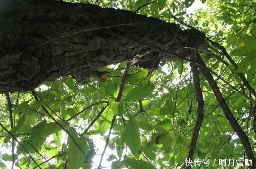 10年才开始结果，人类最早的食物，磨成粉是美味，吃过吗？