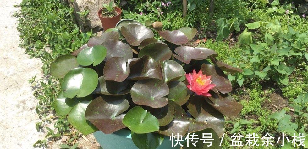 凌霄花|9种漂亮花,热不死晒不怕,开花大半年,没有病虫害,38度成花海