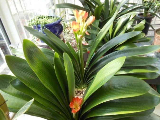 1年四季只用“2种水”浇花,盆土疏松不板结,很实用