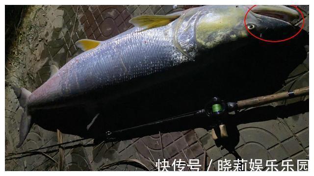 万峰湖:有人将钓起来的翘嘴鱼放在水里,转眼被吃得只剩个鱼头