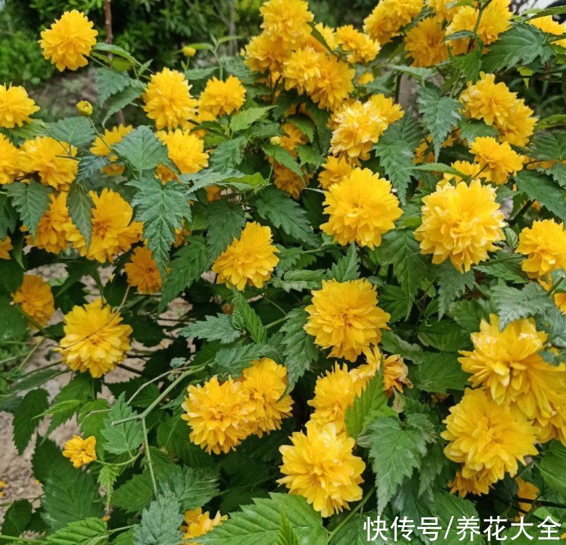 80种常见花，花谱整理好了，以后识花不求人