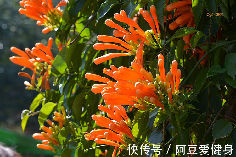 花香|养这几款花，花开媲美玫瑰，开花勤爱爆盆，满屋子都是花香