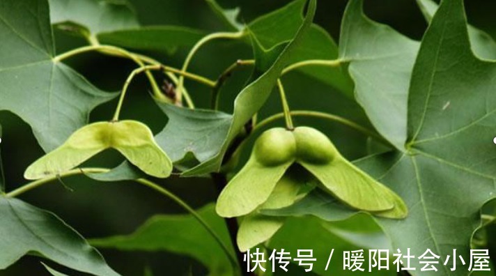 大脑|最准老年痴呆测试！你对自己大脑健康程度了解吗？测一下全明白了