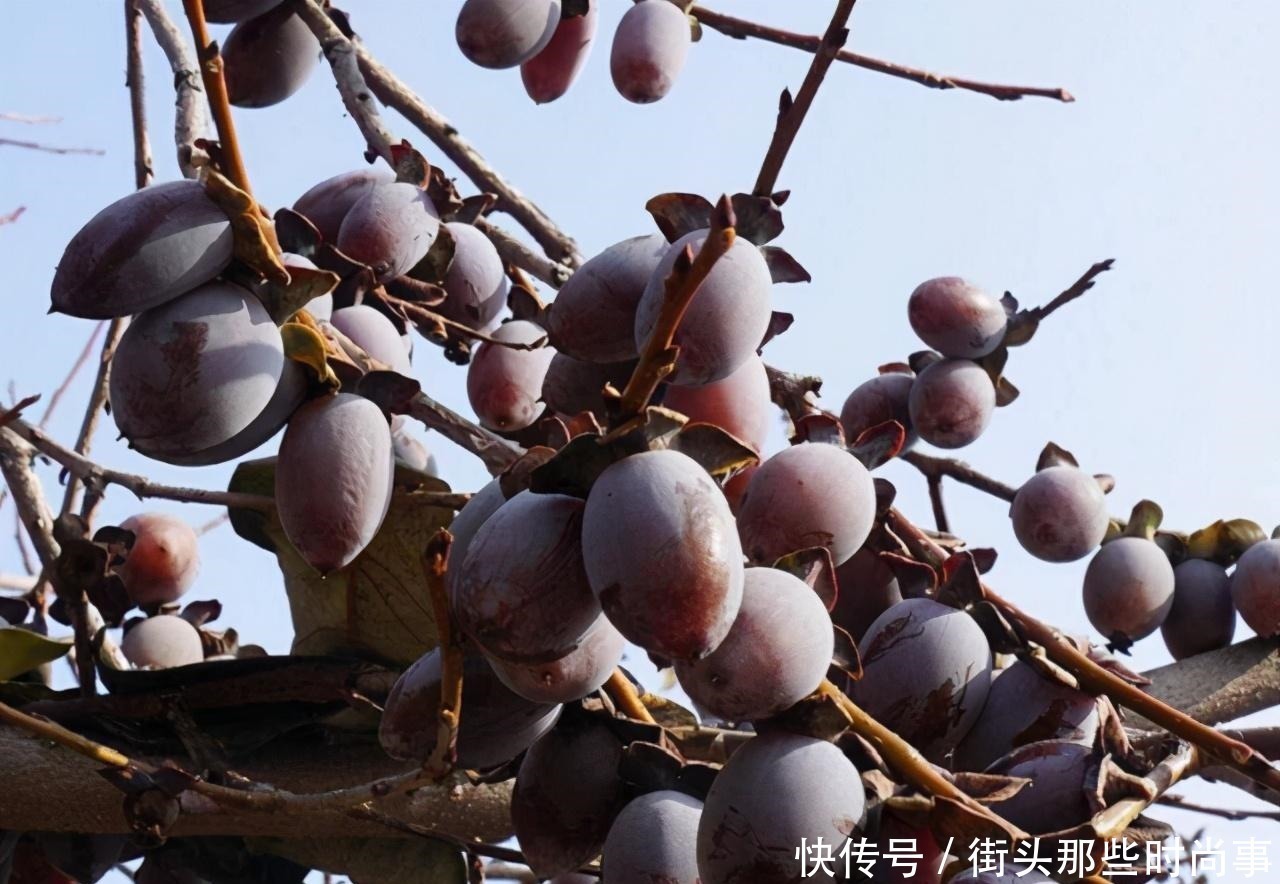 新鲜时没人摘,等“烂了”才好吃,此时吃正当,十元1斤不愁卖!