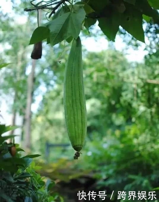 丝瓜全身是药，丝瓜19个鲜为人知的功效都在这里！