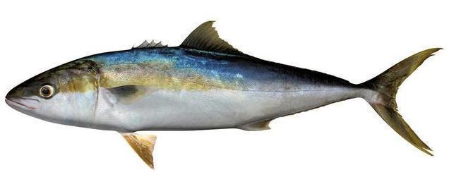 最常见的50种食用鱼,别再说你不认识,好好看看,你认识几种