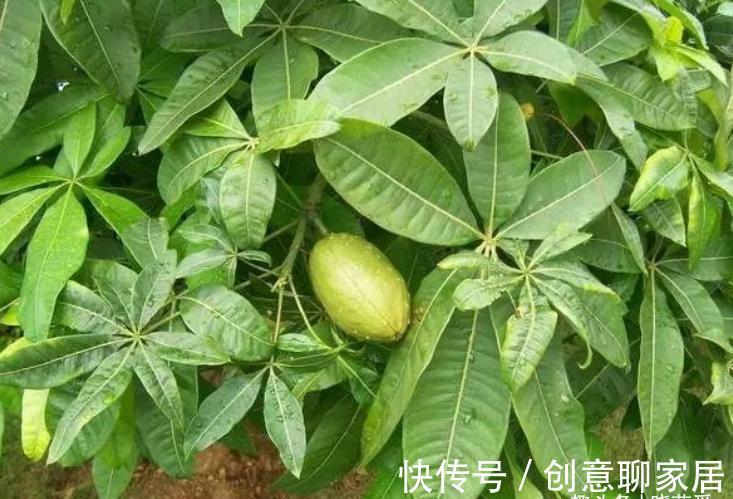 金钱树|6种植物，花开富贵“好兆头”，能养开花“不简单”