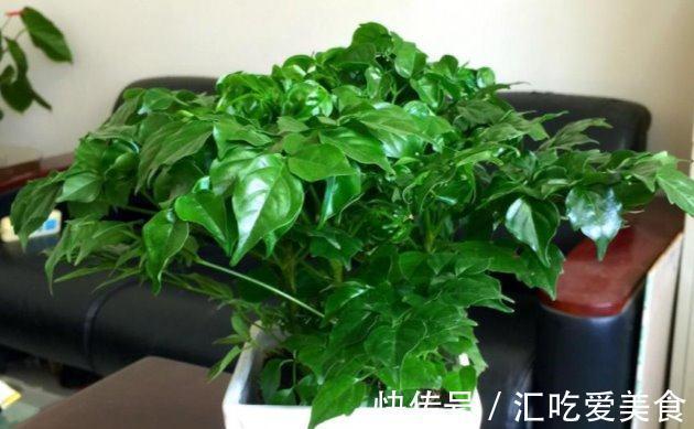 长寿花|养花试试这几款,适合放在客厅,意味着财富