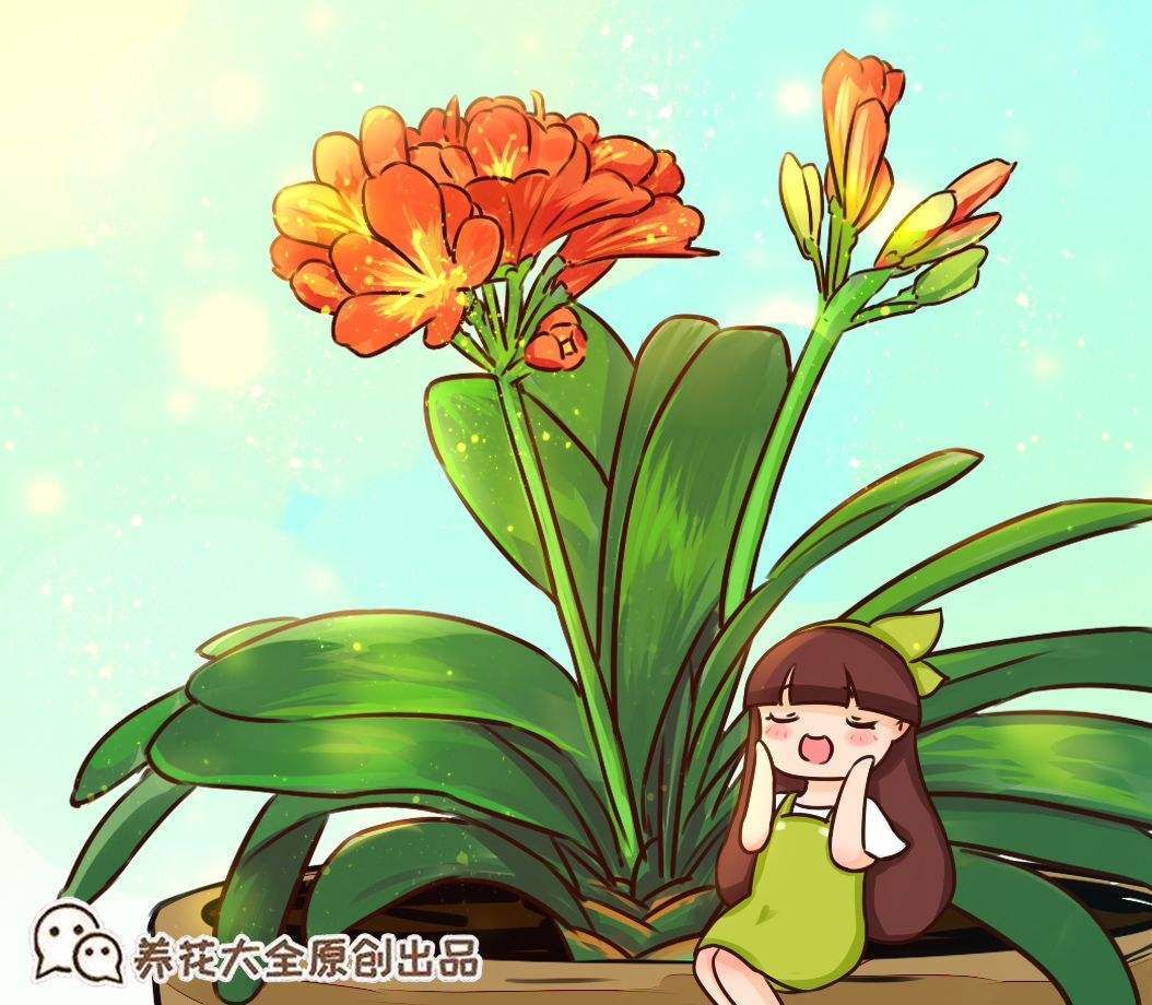 君子兰不开花?那是你没注意这几点,不然花朵开爆盆