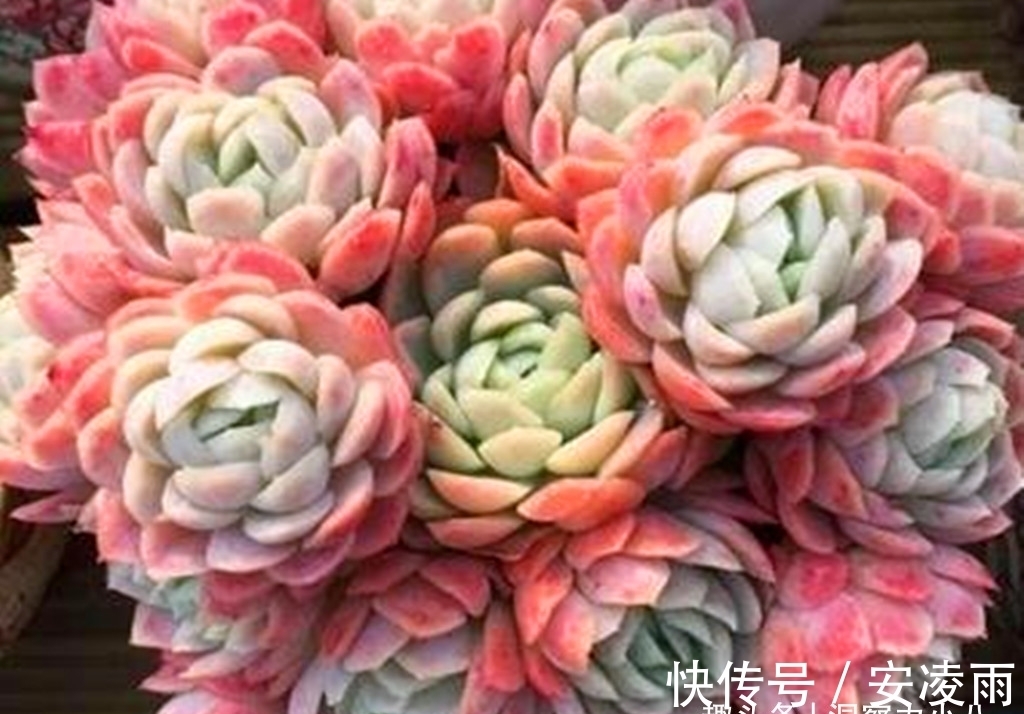 叶片|这“三多肉”是爆崽小能手,入冬放室外冻一冻,无需砍头易群生