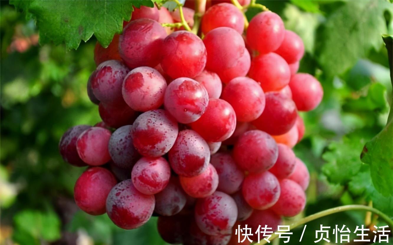 黑豆皮|人到中年要会吃,推荐3种食物,滋养肌肤,排毒抗衰,早吃早受益