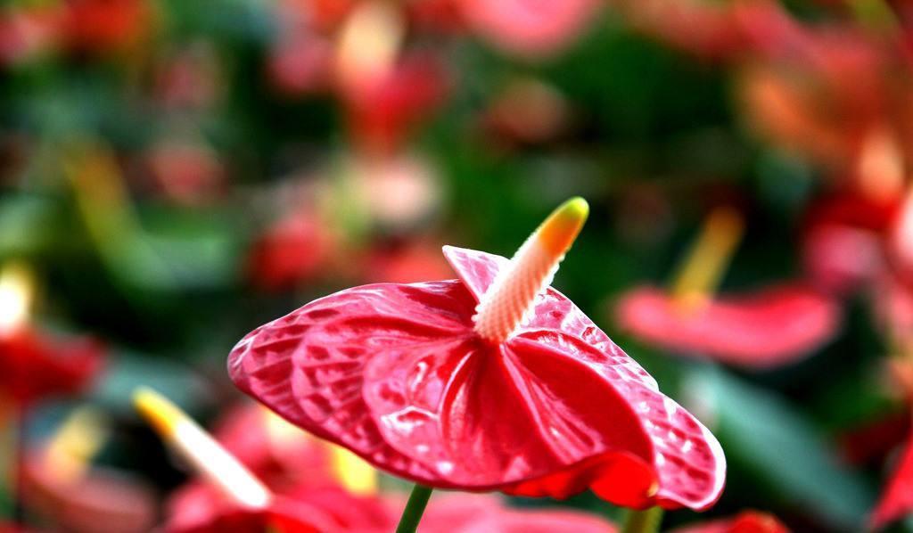 子株|红掌这么养,每年开花,爆盆,1盆变10盆