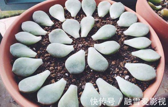 扦插多肉:怎么让枝叶早点生根发芽?这里就有4个方法