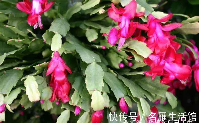 蟹爪兰|君子兰、蟹爪兰、长寿花、杜鹃花…不开花咋办?教你一招解决!