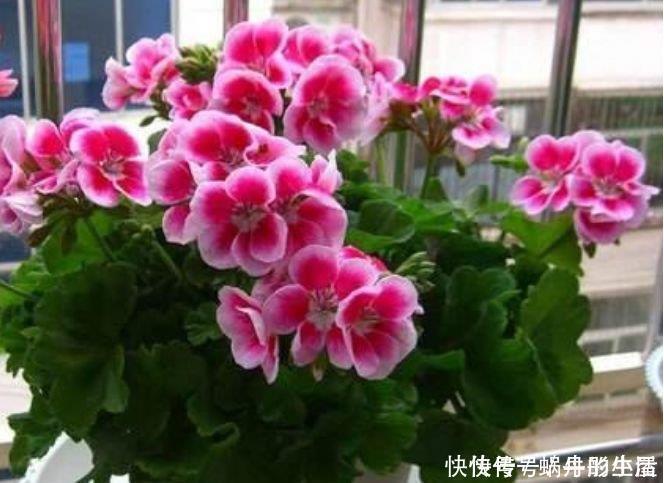 4种花美的出奇 不仅花好看 名字也好听 好养漂亮 粉紫色 4种花美的出奇 不仅花好看 名字也好听 好养漂亮 粉紫色