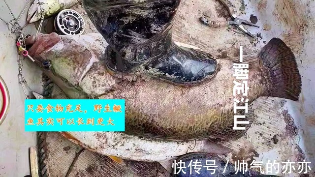 鳜鱼|安徽钓友晒出“鳜鱼王”，网友指定是买的！野生的不可能这么大