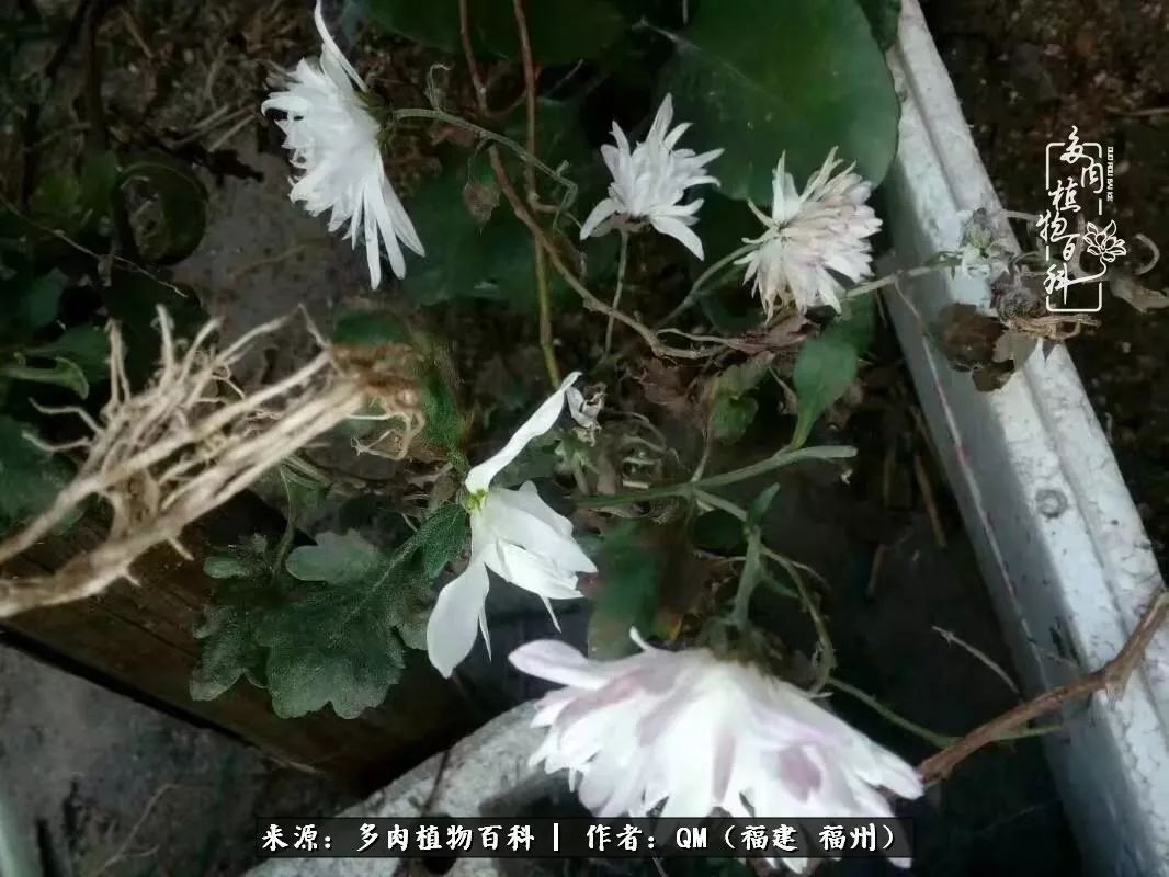 寒山转苍翠,秋水日潺湲——多肉未央,睹物思人!