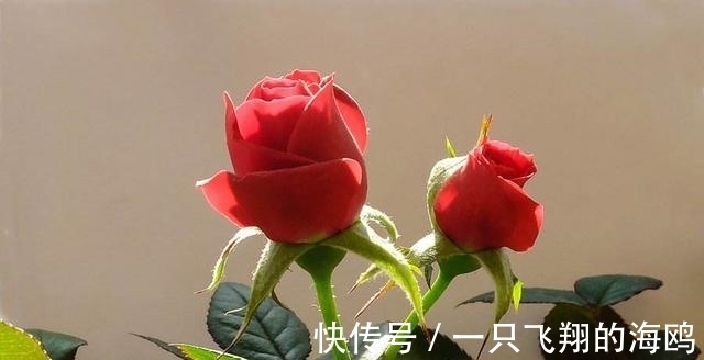 双子座|在11月初，恋恋不舍，旧爱停留，四大星座甜蜜复合，冰释前嫌