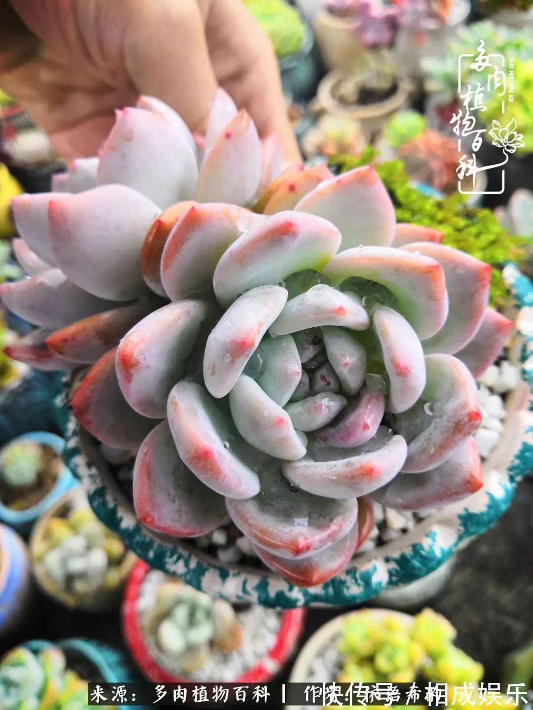 何以解忧，唯有多肉！目光所及，皆是喜欢！