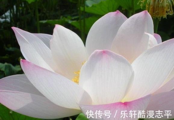 财运|9月上旬，吉星当头，4属相桃花朵朵，横财涨、贵人帮，步步高升