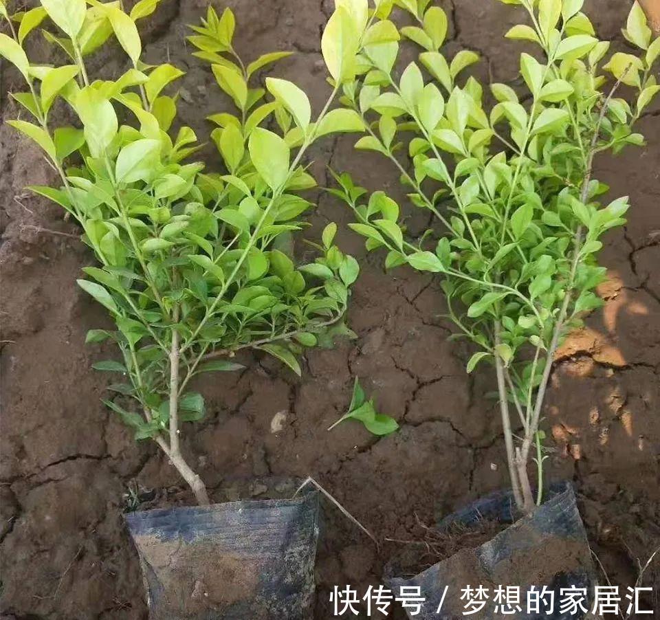 芳藤|扶芳藤的根系发达，搞不定附石式或附木式盆景，可以拿它练手！