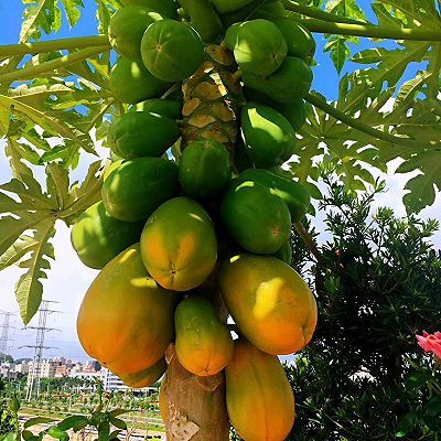 枸杞子|花胶木瓜椰子鸡