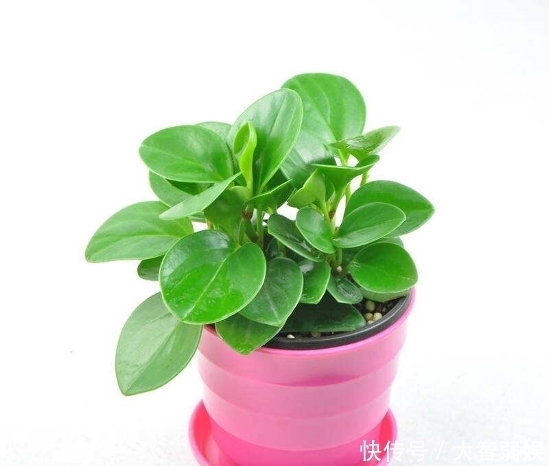 积水|家里空间小、光线不好就选4种花，好养又不占地方