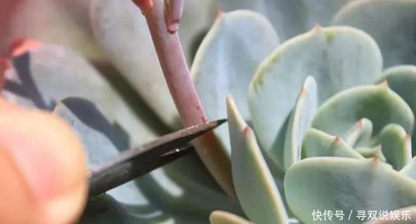 3种花与月季不同，长出“花苞”马上剪，要不颜值低