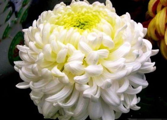 喜欢菊花，不如养盆“珍稀名菊”白弥勒，花型丰满，富贵华美