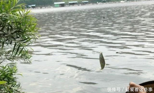 钓白条鱼真是累人,用我分享的方法,只要你下钩,它就在那等你