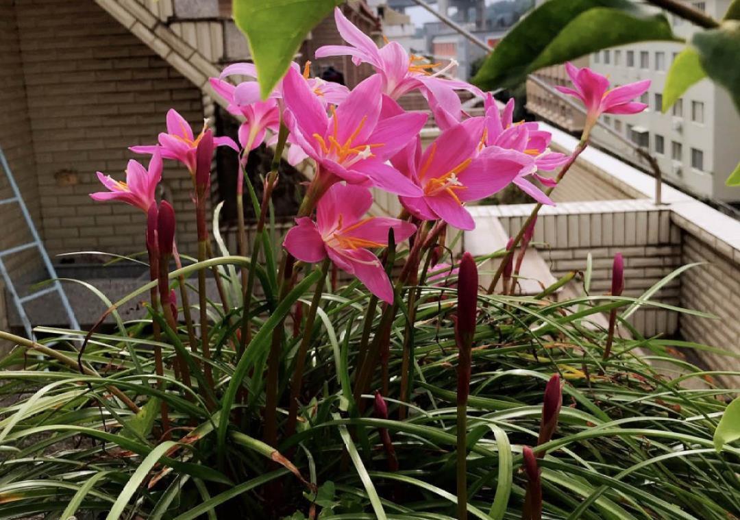 栀子花|最爱淋雨的花,下雨天搬出去,长得更好